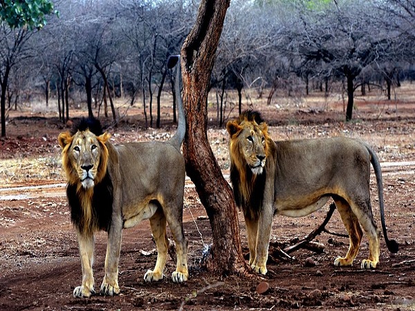 गीर वन्यजीव अभयारण्य