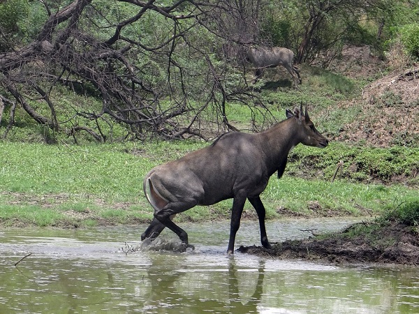 पैनगंगा वन्यजीव अभयारण्य