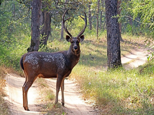 मुर्लेन राष्ट्रीय उद्यान