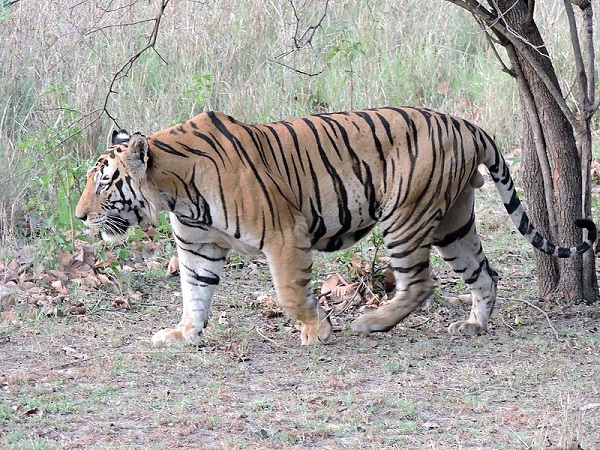 चिन्नार वन्यजीव अभयारण्य