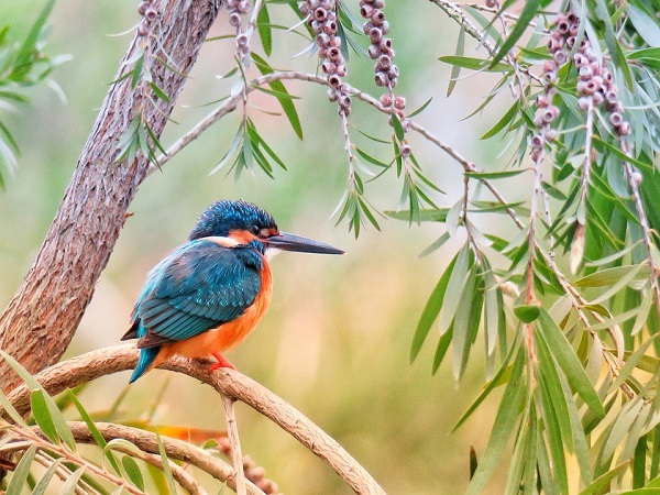 कर्नाला पक्षी अभयारण्य