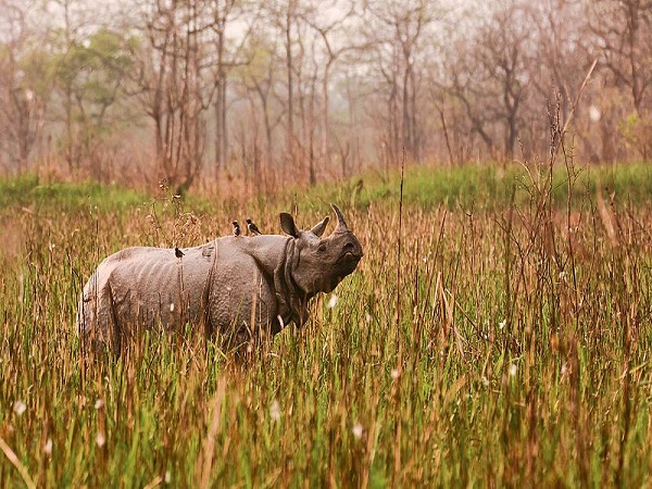 ओरांग राष्ट्रीय उद्यान