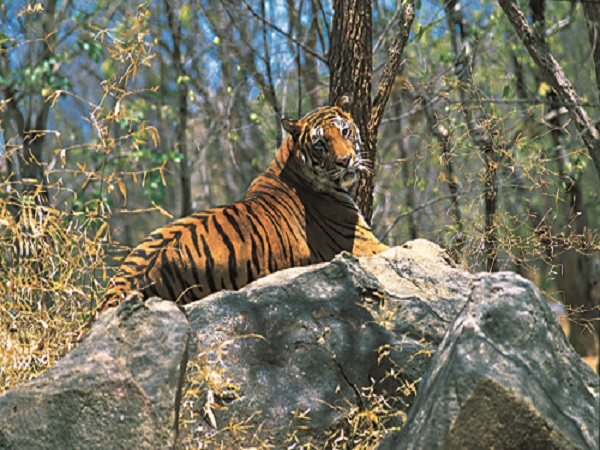 मुथंगा वन्यजीव अभयारण्य