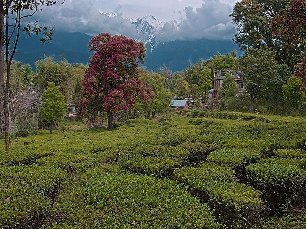 पालमपुर