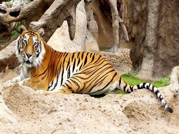 क्यों आएं बालपक्रम ?