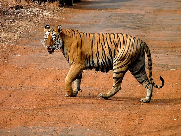 इंद्रावती राष्ट्रीय उद्यान