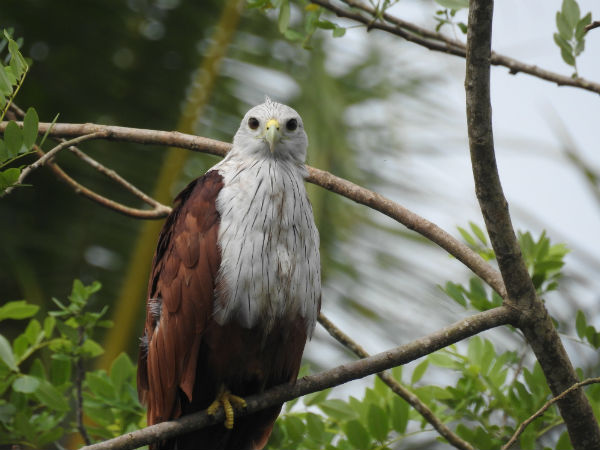 salim ali bird sanctuary salim ali bird sanctuary