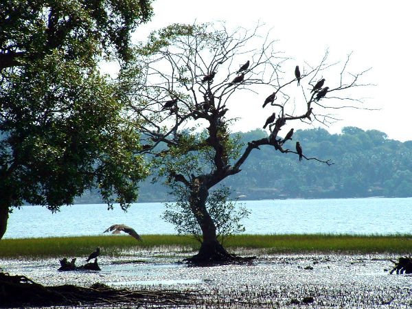 salim ali bird sanctuary salim ali bird sanctuary