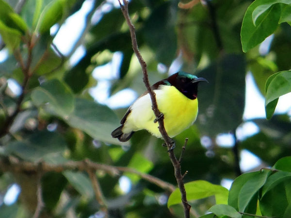 salim ali bird sanctuary salim ali bird sanctuary