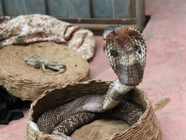 cobra in maharashtra cobra in maharashtra