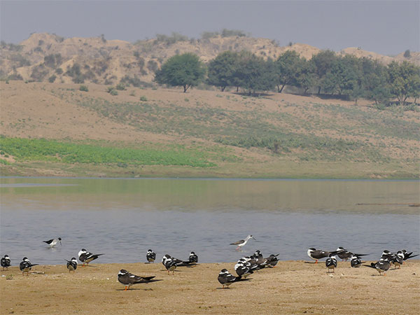 क्यों है लूनी नदी का पानी खारा?