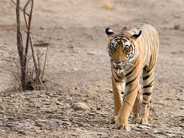 क्यों जाएं ताडोबा नेशनल पार्क?