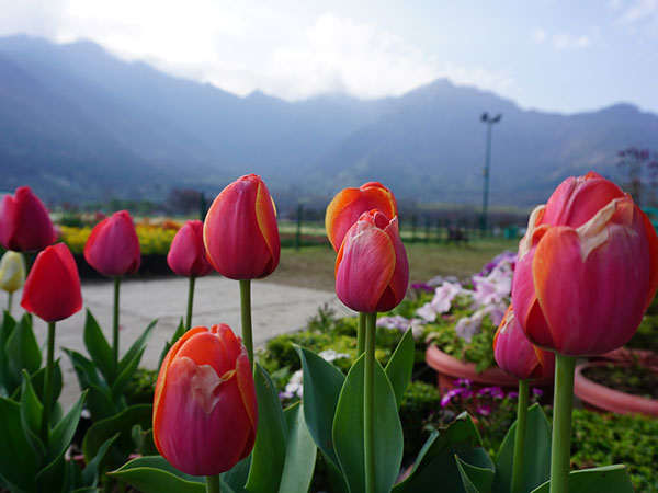 ट्यूलिपगार्डन