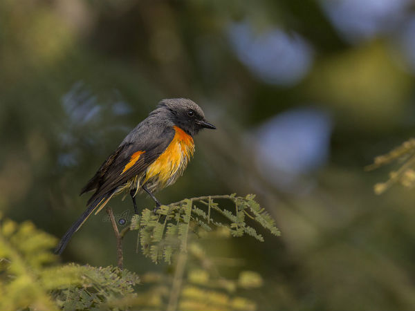 कितम पक्षी अभ्यारण्य
