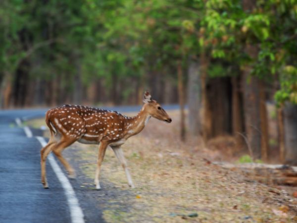 kanha national park kanha national park