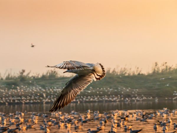 Okhla Bird Century Okhla Bird Century