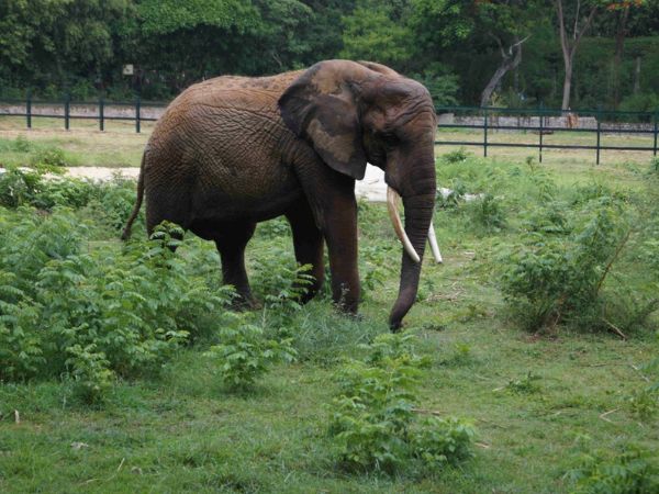 mysore zoo mysore zoo