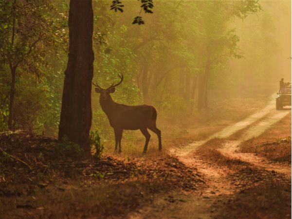 कान्हा नेशनल पार्क, मध्य प्रदेश