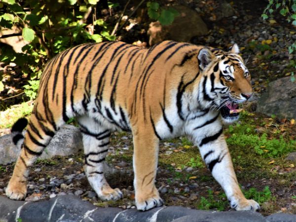 9. कान्हा टाइगर रिजर्व