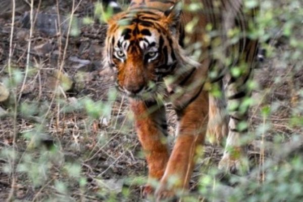 रणथंभौर राष्ट्रीय उद्यान, राजस्थान