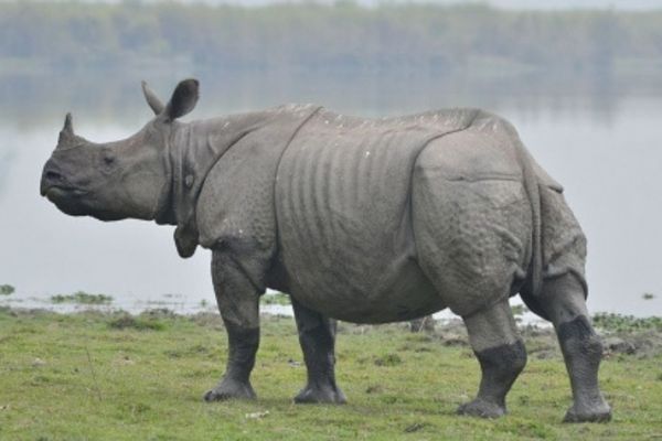 काजीरंगा राष्ट्रीय उद्यान, असम