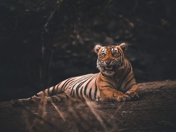 बंगाल टाइगर के लिए भी है प्रसिद्ध