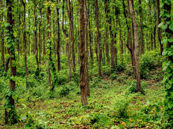 'दोआर' रेल टूर पैकेज का टिकट मूल्य