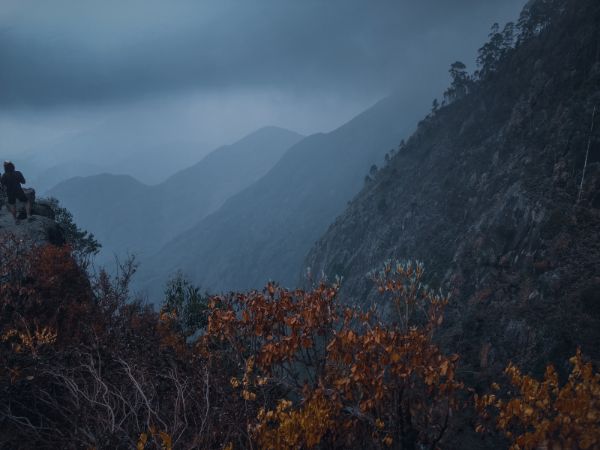 डॉल्फिन नोज