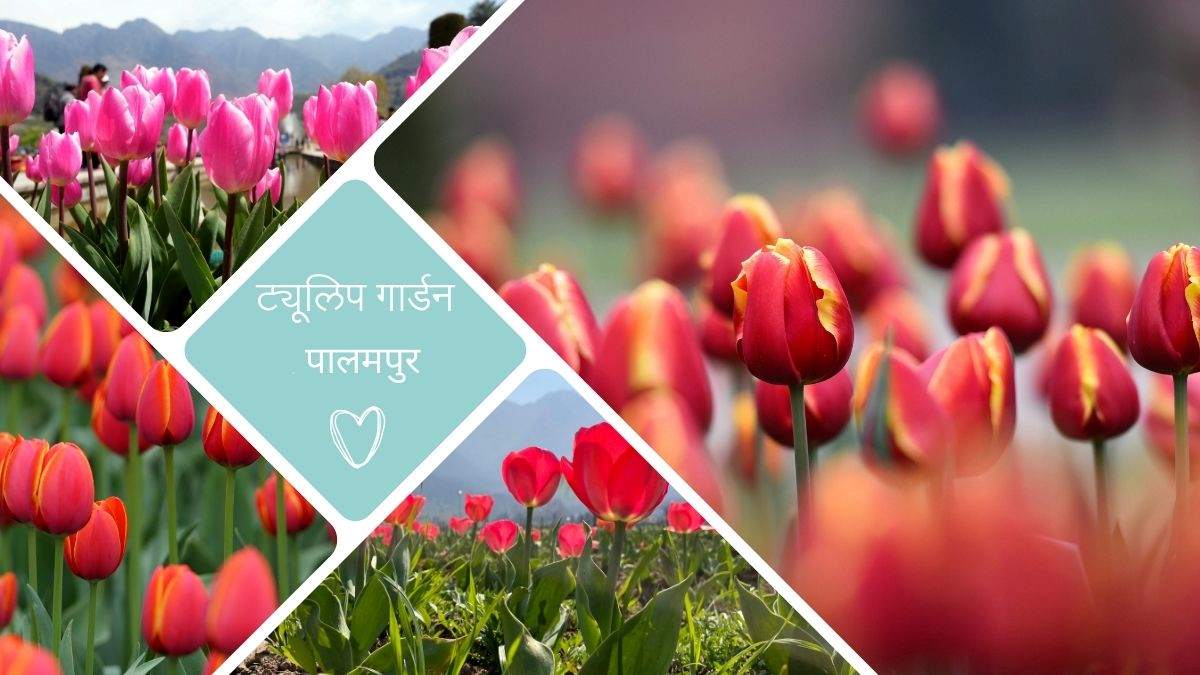 ट्यूलिप देखने कश्मीर न जा सकें तो चले आइए हिमाचल, मुर्झाने से पहले